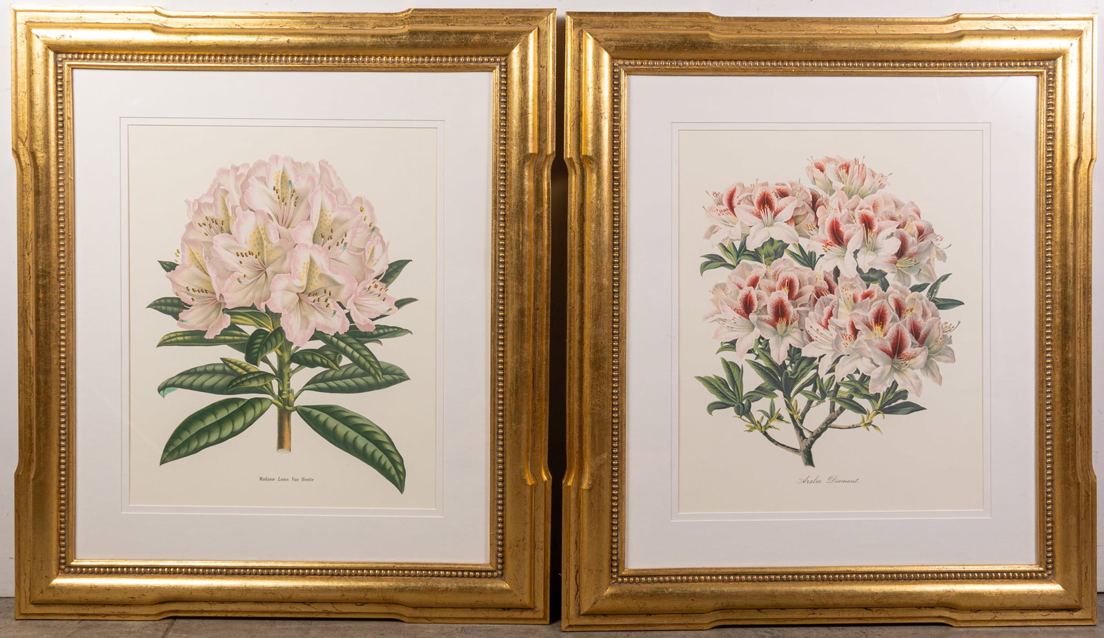 Louis Van Houtte (1810-1876) - Pair of Botanical Prints: Louis Van Houtte (1810-1876) - Pair of Botanical Prints Size 33" x 29" Literature Brooks Auction – Online Auction Terms & Conditions Contact: (856) 694-2960 | info@brooks.auction READ BEFORE