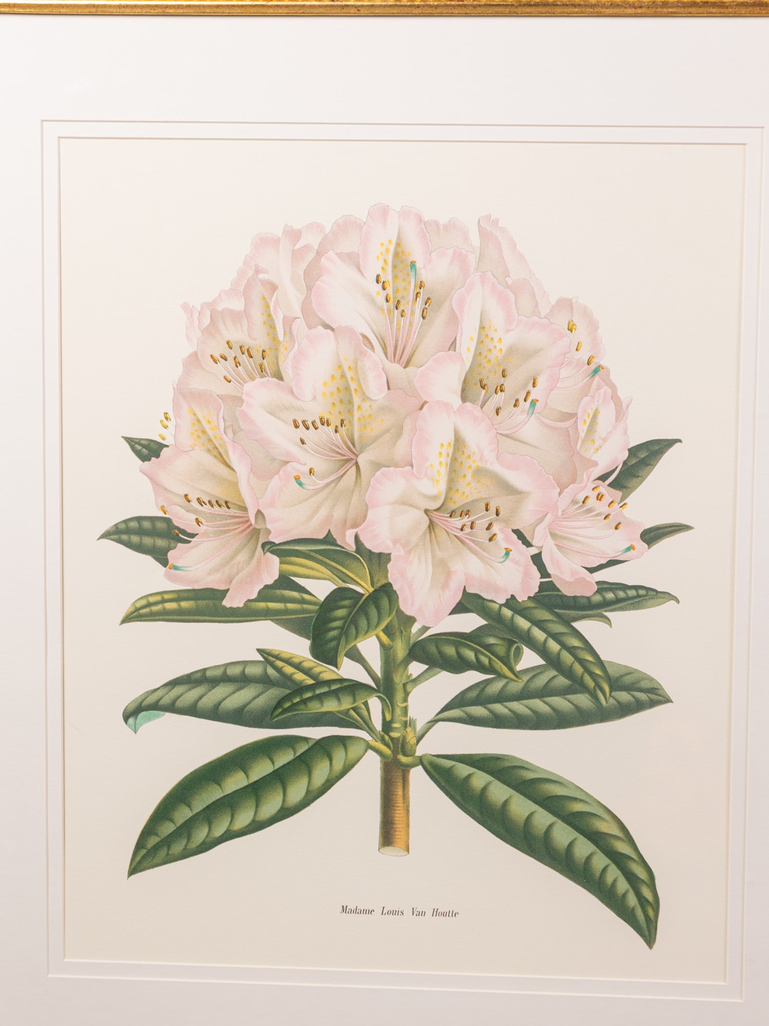 Louis Van Houtte (1810-1876) - Pair of Botanical Prints - 2