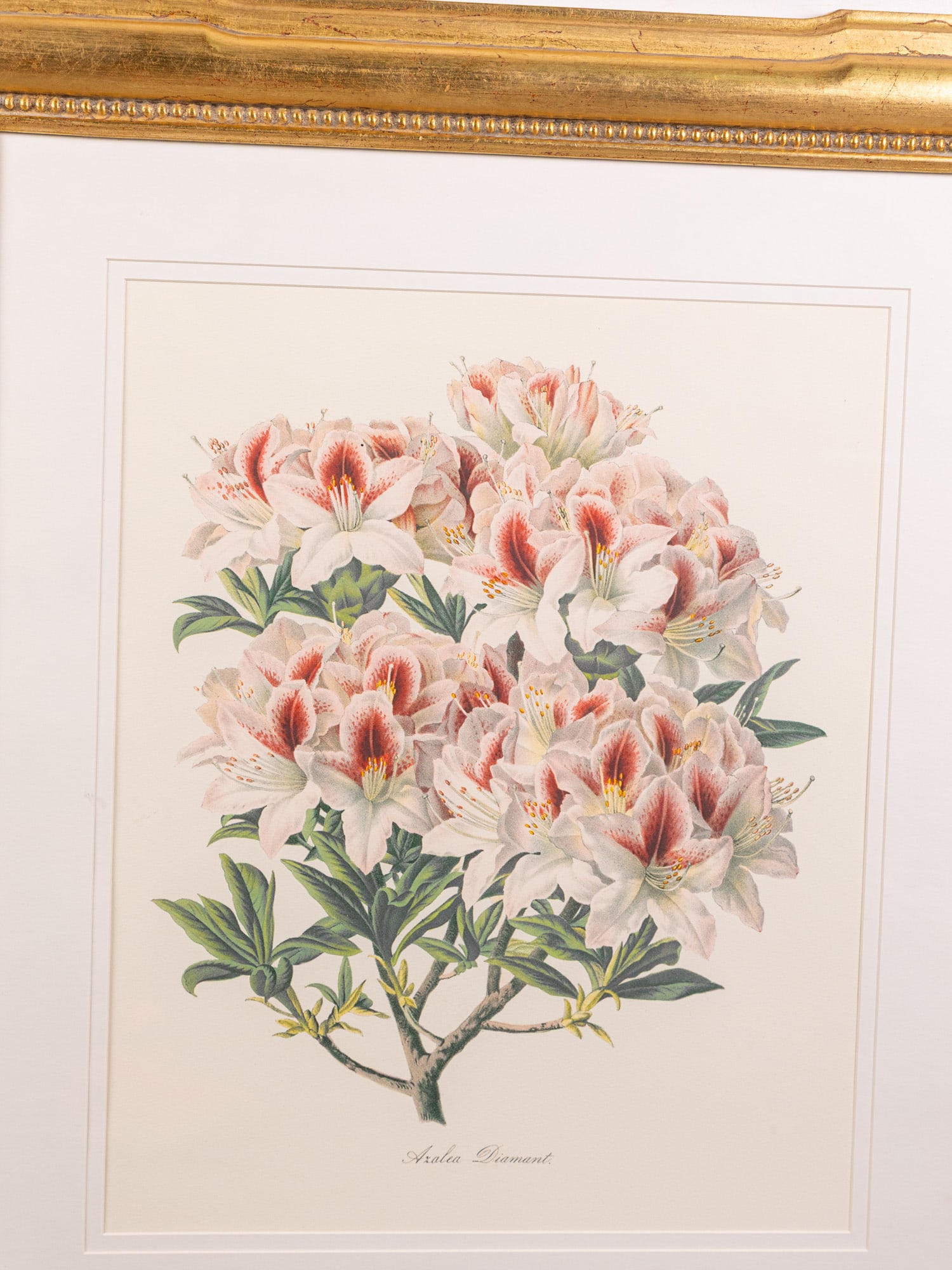 Louis Van Houtte (1810-1876) - Pair of Botanical Prints - 3