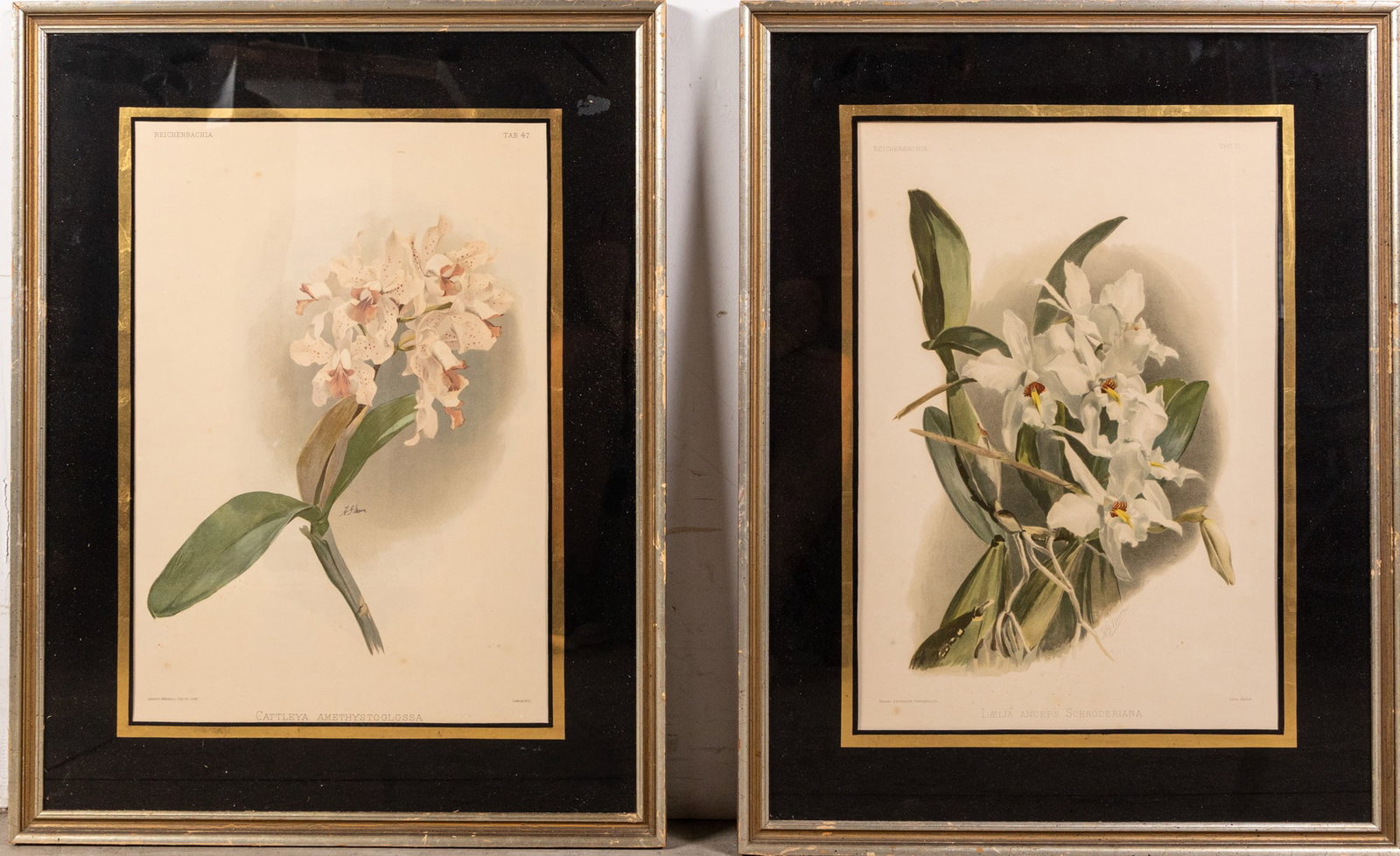 Joseph Mansell - Pair of Orchid Studies, Botanical Prints: Joseph Mansell - Pair of Orchid Studies, Botanical Prints Size 28" x 22" Literature Brooks Auction – Online Auction Terms & Conditions Contact: (856) 694-2960 | info@brooks.auction READ BEFORE