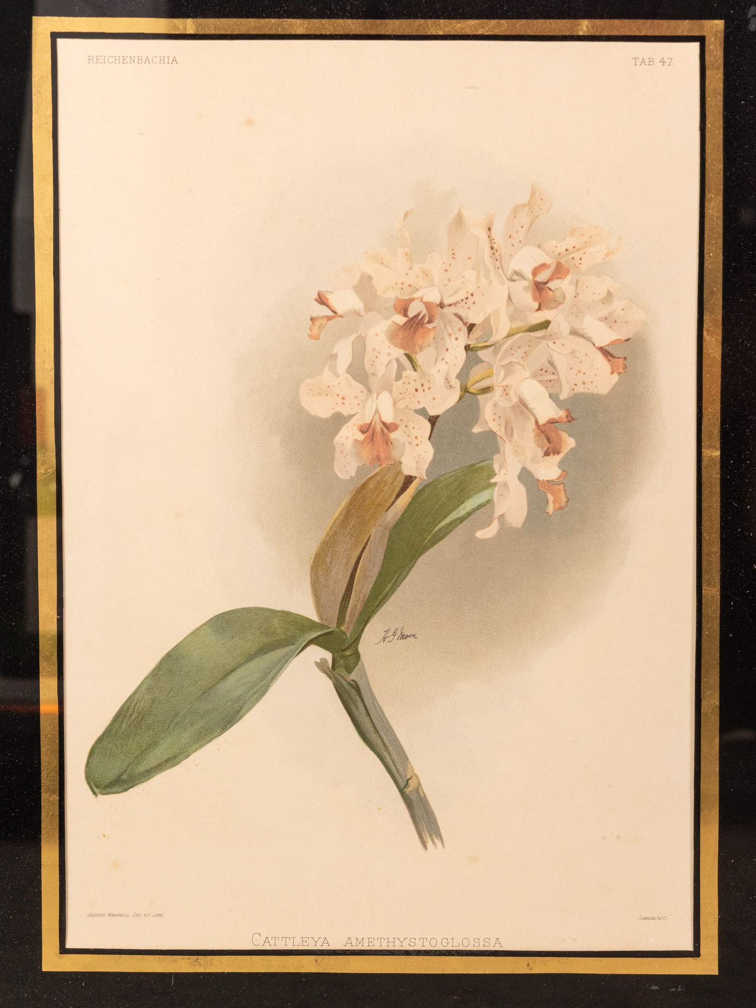 Joseph Mansell - Pair of Orchid Studies, Botanical Prints - 2