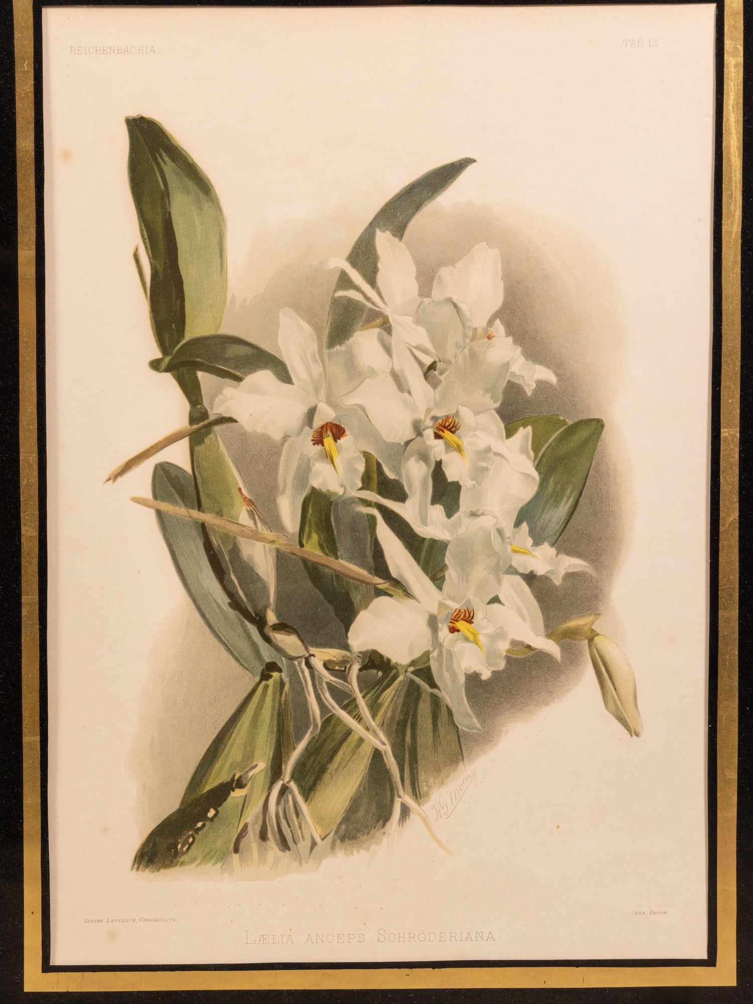 Joseph Mansell - Pair of Orchid Studies, Botanical Prints - 3