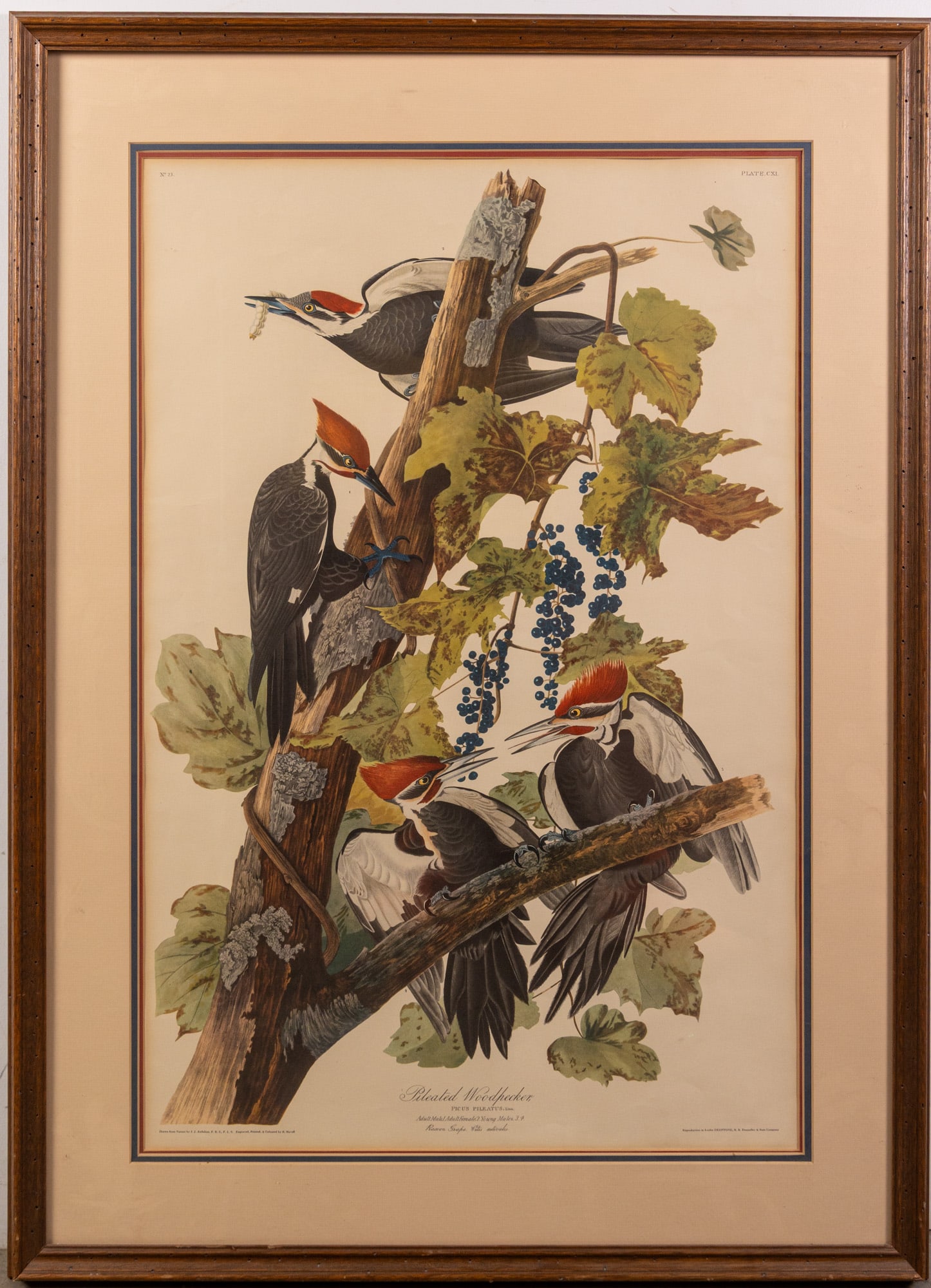 JJ Audubon - Pileated Woodpecker, Deeptone Print: JJ Audubon - Pileated Woodpecker, Deeptone Print Size 40" x 29" Literature Brooks Auction – Online Auction Terms & Conditions Contact: (856) 694-2960 | info@brooks.auction READ BEFORE YOU BID: