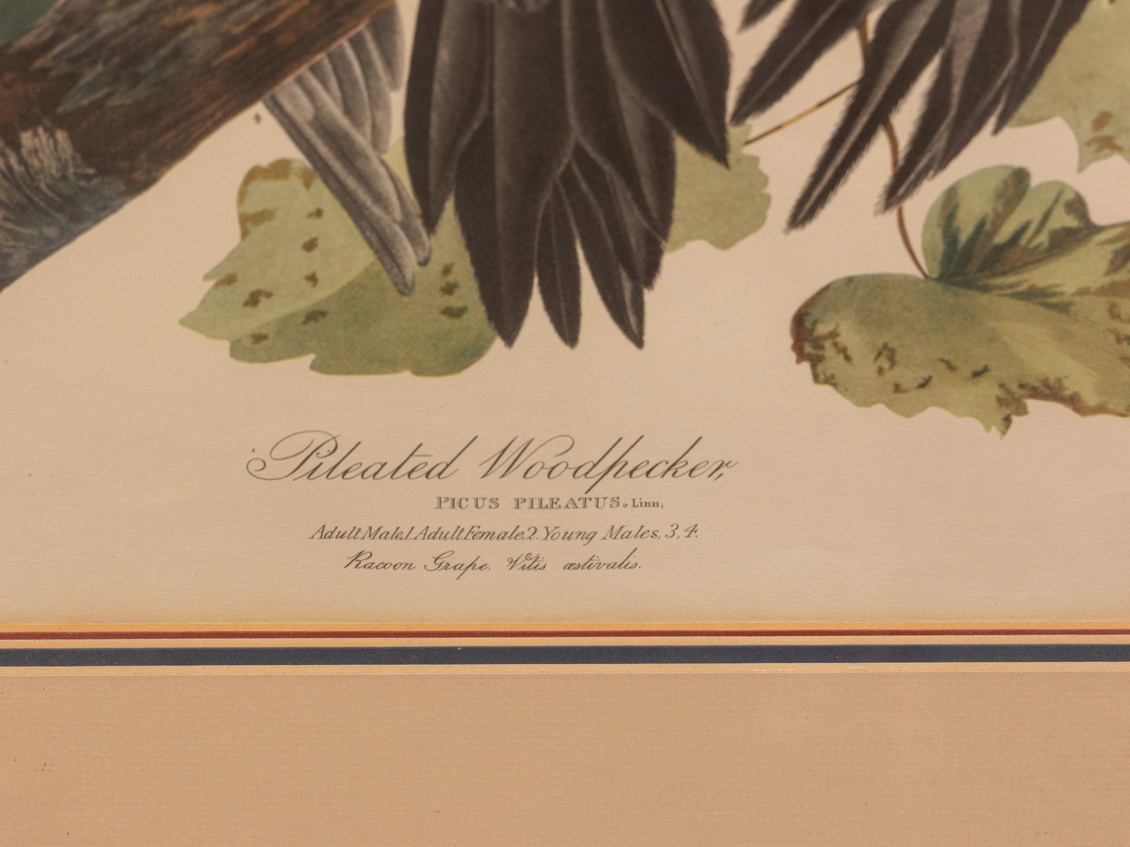 John James Audubon - Pileated Woodpecker, Deeptone Print - 2