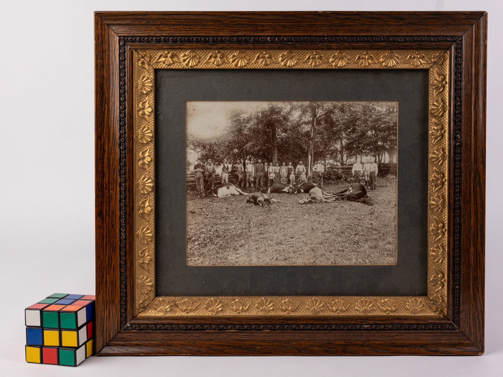 19th c. Photo of "7 Cows Killed By Lightning" - 2