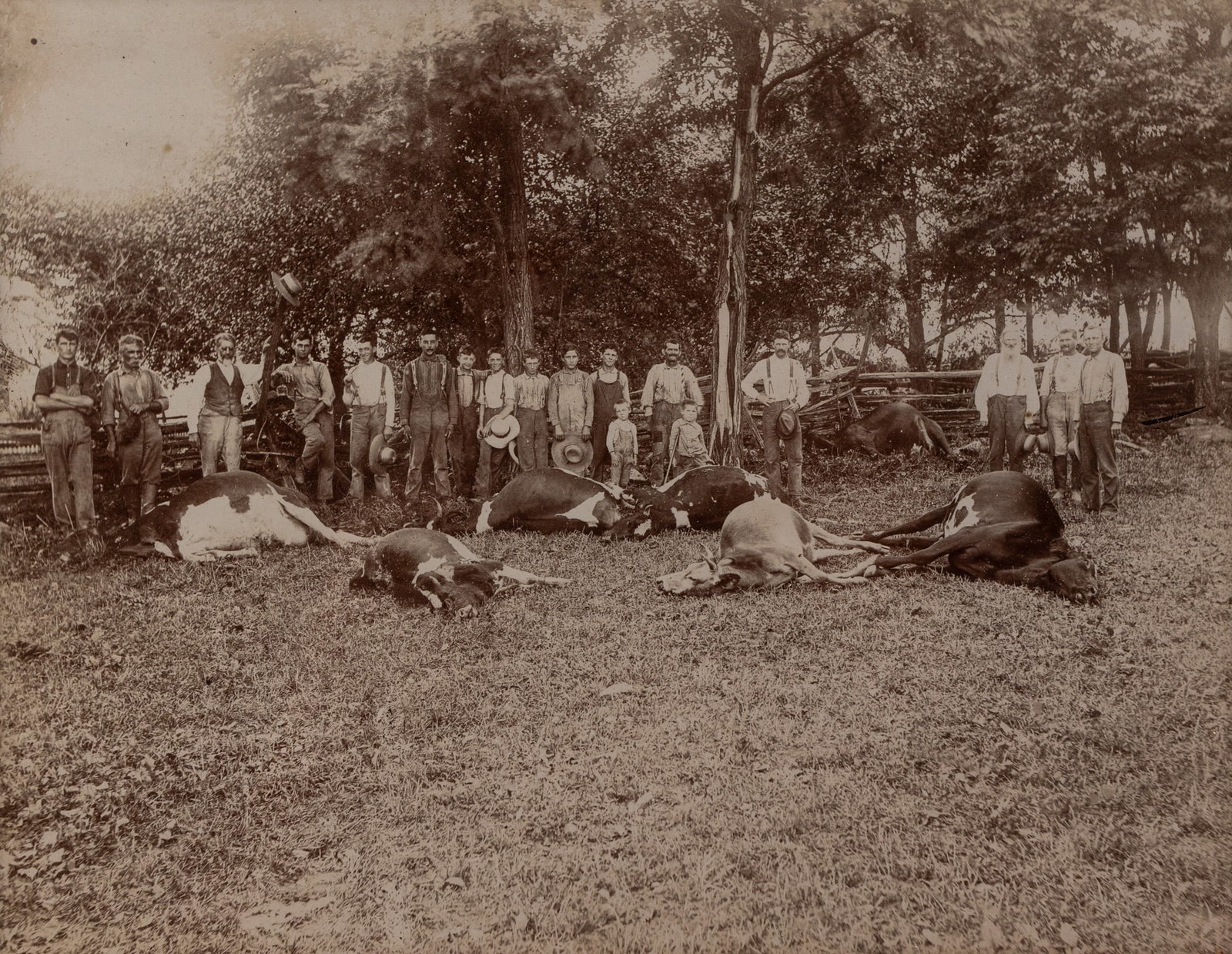 19th c. Photo of "7 Cows Killed By Lightning" - 3