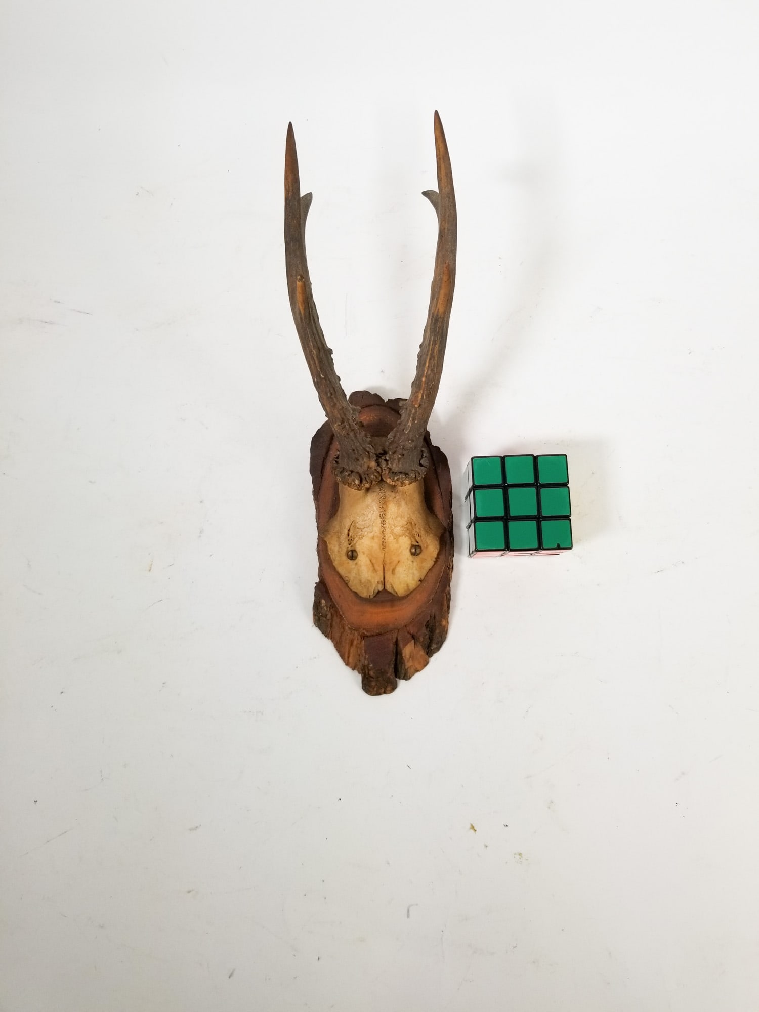 Vintage Wall Mounted Rustic Deer Antler Display - 2