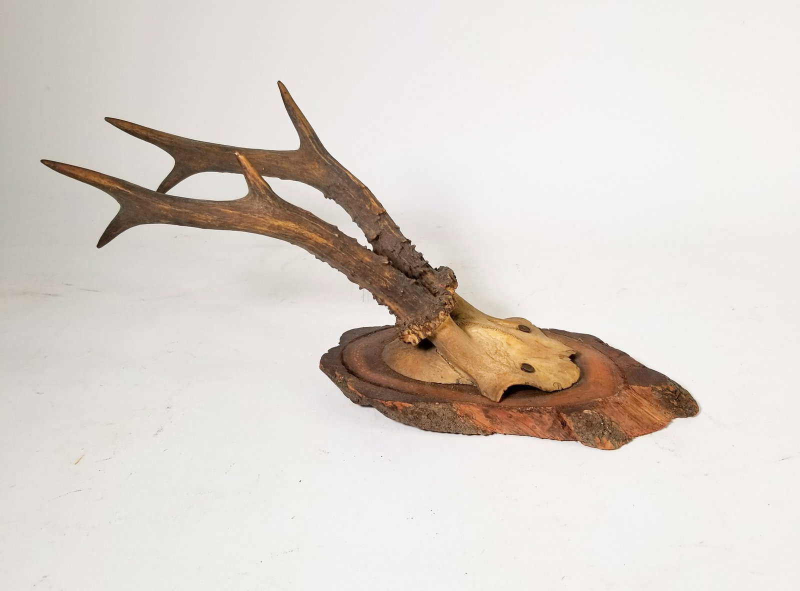Vintage Wall Mounted Rustic Deer Antler Display - 3