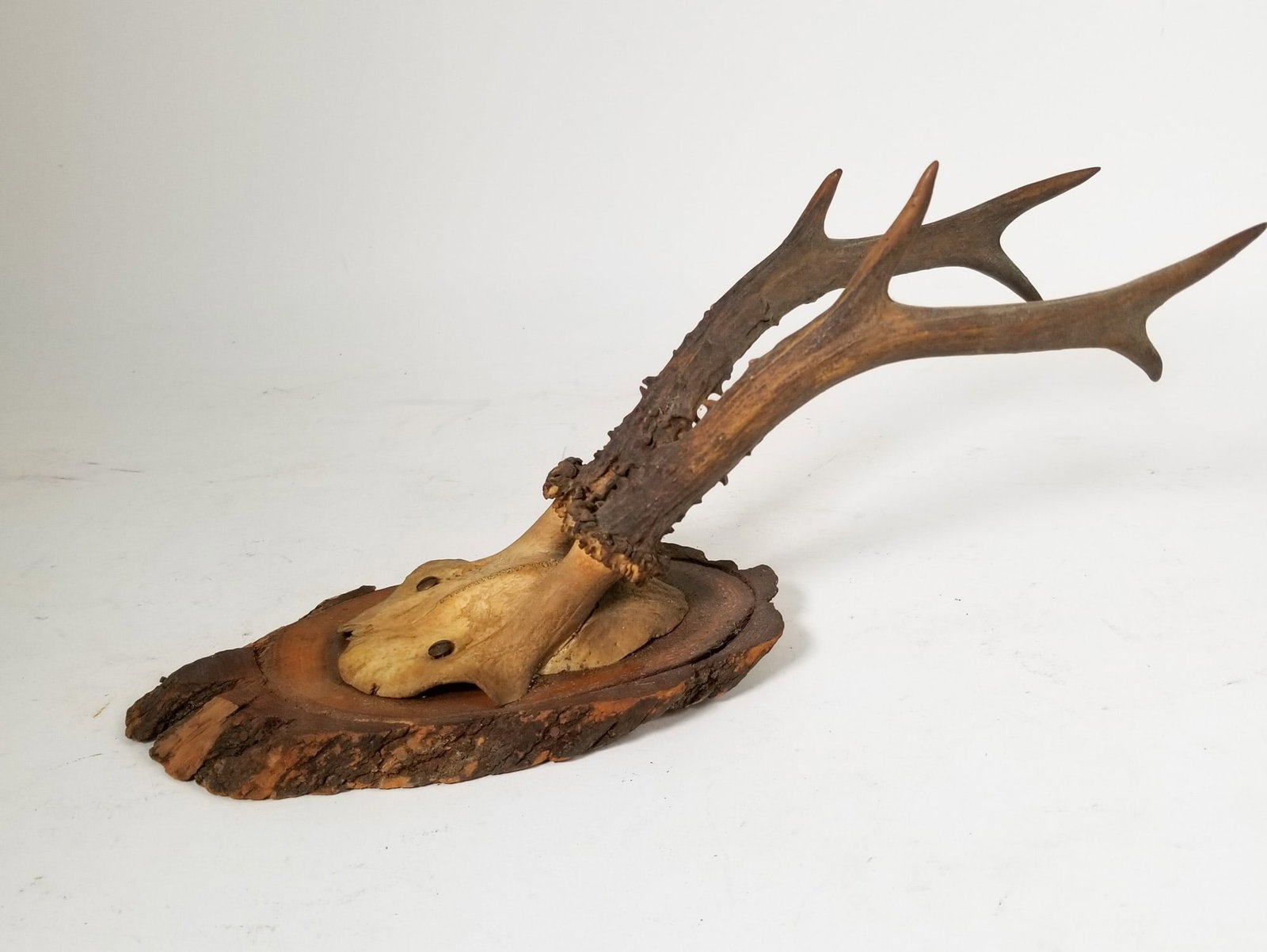 Vintage Wall Mounted Rustic Deer Antler Display - 4