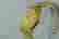 item-51127385=4