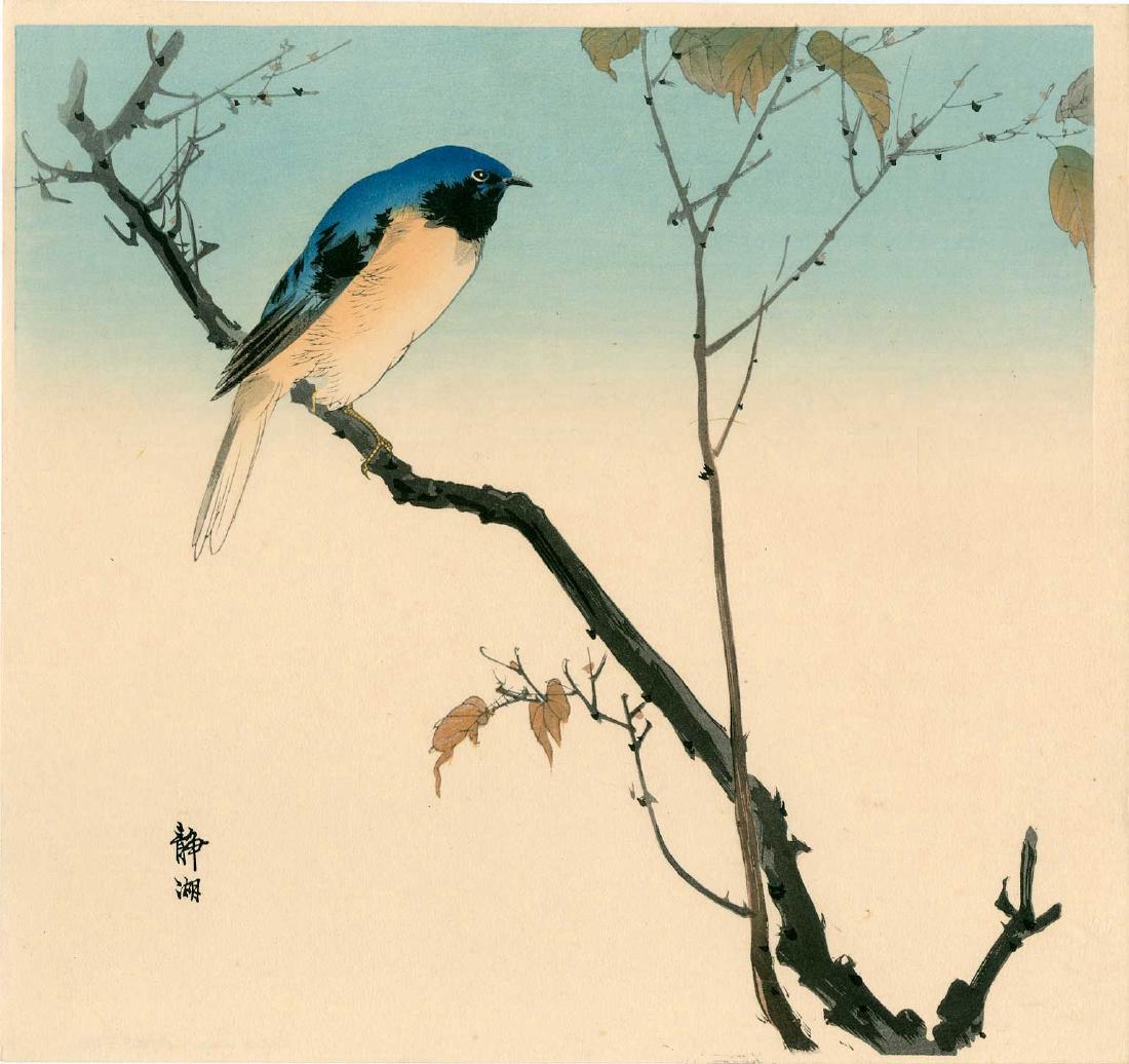 Seiko Okuhara: Blue Bird Perched on a Branch: Artist: Seiko Okuhara Title: Blue Bird Perched on a Branch Size: 10.25 x 9.6 inches 1930s, sealed Seiko Medium: Japanese woodblock print Please note that this lot has a confidential reserve. When you 