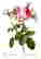 item-51204529=4