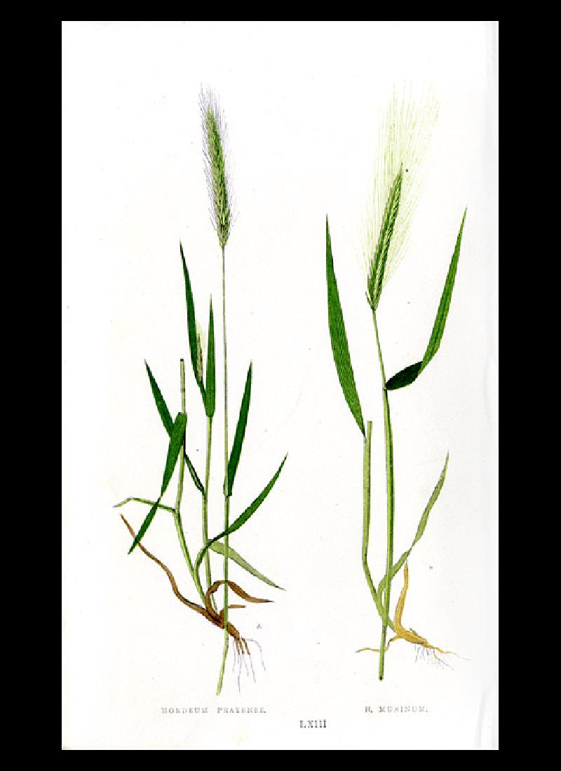 Lot of 44 Lowe antique grass prints: Print: Lot of 44 Lowe antique grass prints EJ Lowe's Natural History of British Grasses ca. 1865 Size: 6 x 9.75 inches Please note that this lot has a confidential reserve. When you leave a bid in adv