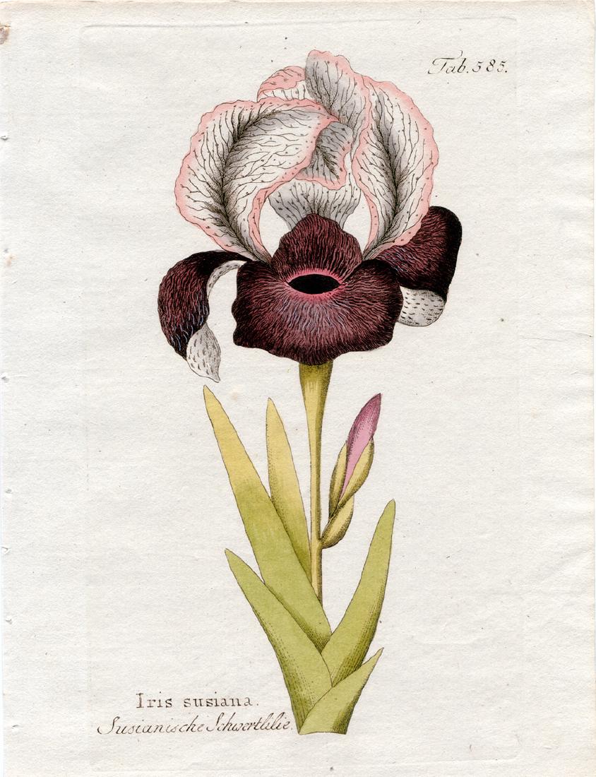 Iris Sussiana (1 of 1)