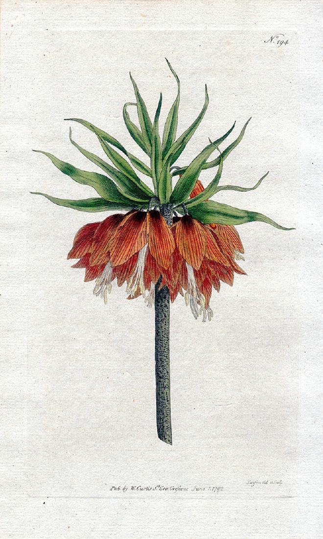 Crown Imperial Lily (1 of 1)