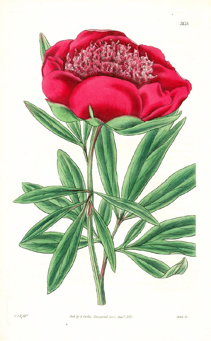 Anemone-Flowered Peony (1 of 1)