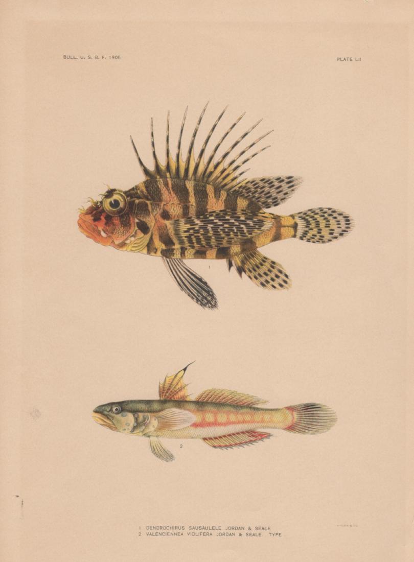 1. Dendrochirus Sausaulele 2. Valenciennea Violifera (1 of 1)