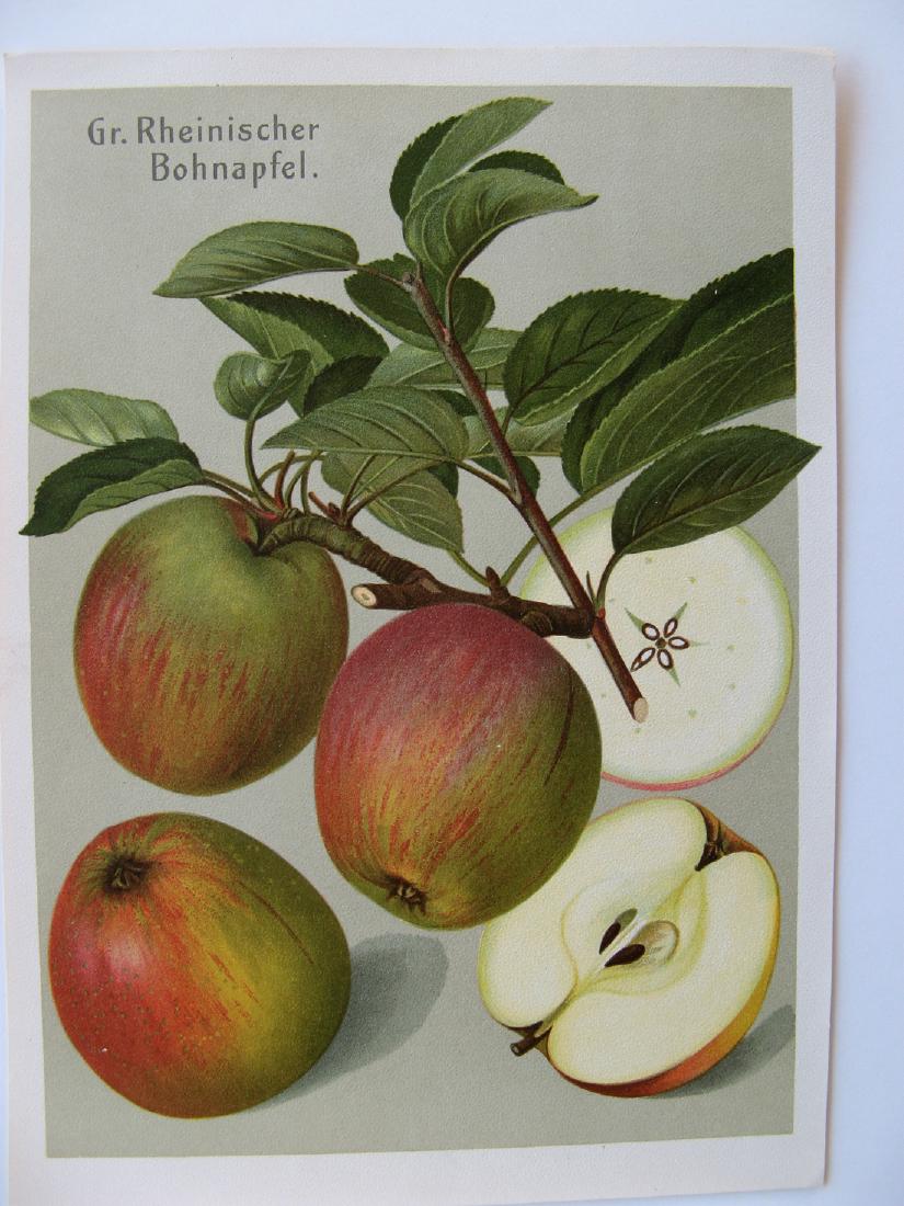 Apple Print (1 of 1)