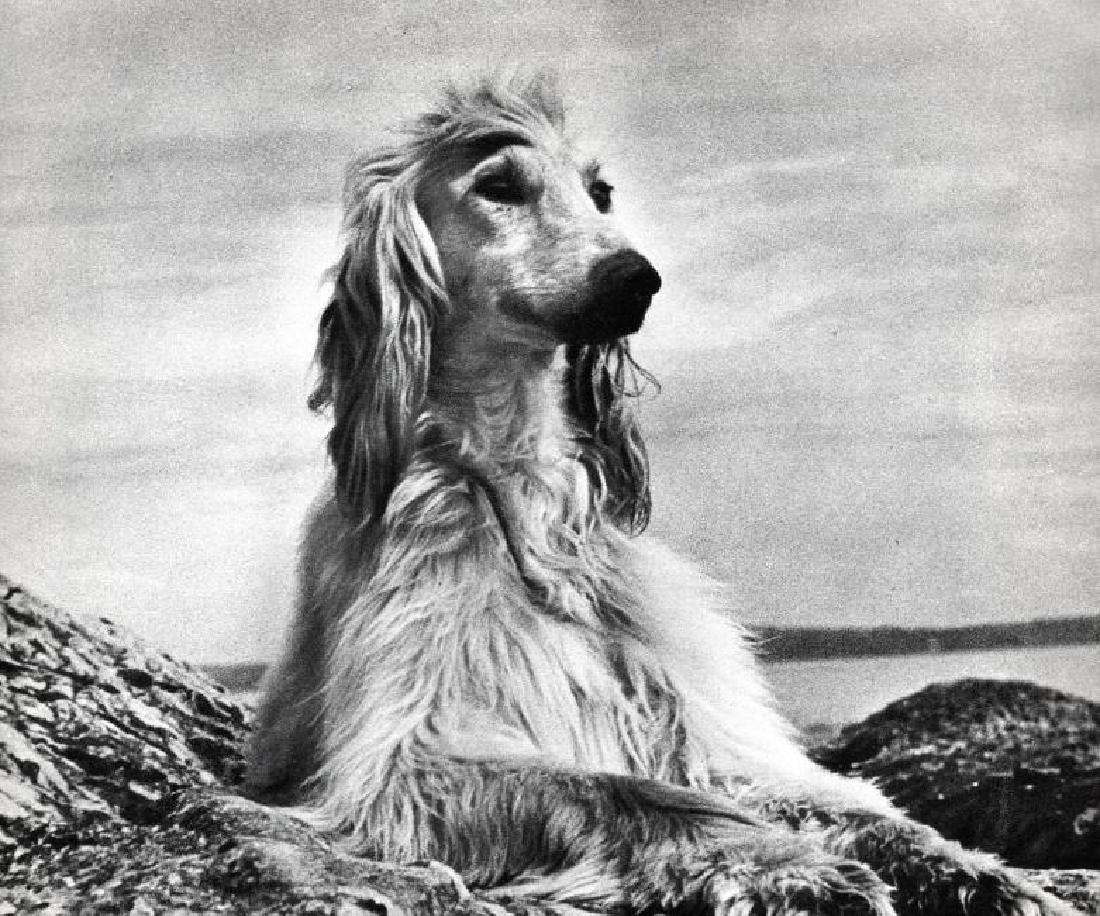 LAURANCE A PETERS - Afghan Hound: Artist: LAURANCE A PETERS Print Title: Afghan Hound Medium: Vintage Sheet-fed Gravure Printer: Beck Engraving Co Philadelphia Printing Date: 1936 Image size (inches) approx. 8 x 6.5" No Reserve: This 