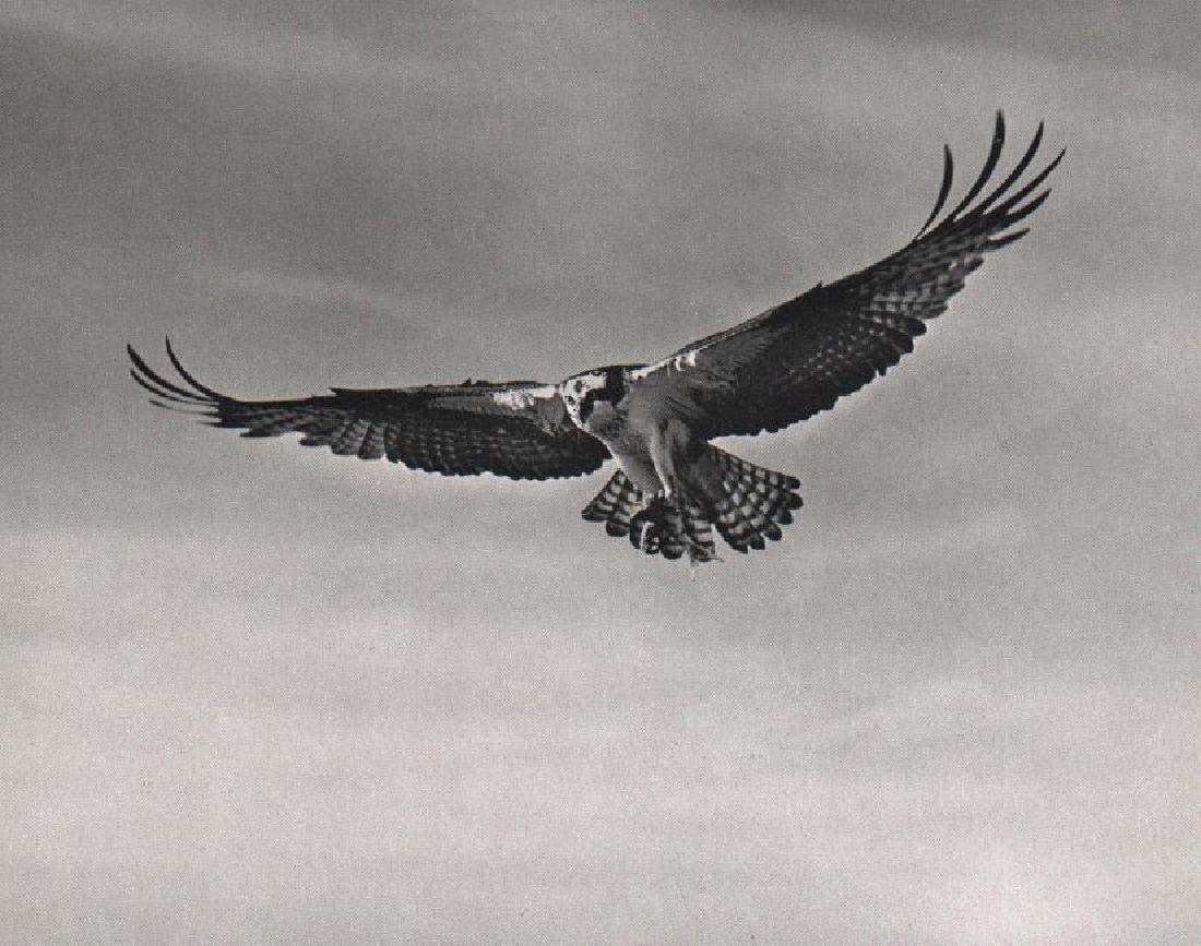 ELLIOT PORTER - Osprey: Artist: ELLIOT PORTER Print title: Osprey Printing Date: 1964 Medium: Sheet-fed Gravure on coated paper Printed in USA Image Size approx. 8" x 6" No Reserve: This lot starts at $1 and has no reserve a