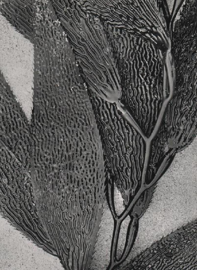 DON WORTH - Kelp: Artist: DON WORTH Print Title: Kelp Printing Date: 1964 Medium: Sheet-fed Gravure on coated paper Printed in USA Image Size approx. 8" x 10.5" No Reserve: This lot starts at $1 and has no reserve as a