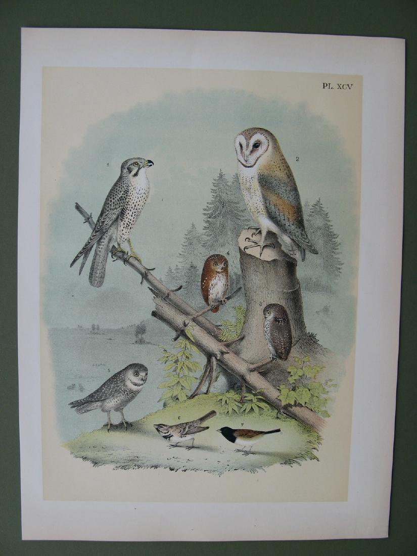 Prairie hawk, barn owl, pygmy owl, by Theodore Jasper (1 of 1)