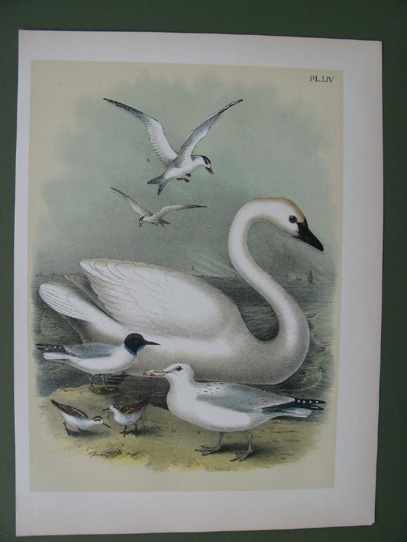 Trumpeter Swan, herring gulls by Theodore Jasper: Item: Lithograph from"The Birds of North America" by Theodore Jasper, artist Publisher: Jacob Studer & Co., New York, 1881 Dimensions: 14.5x11in Please note that this lot has a confidential reserve. W