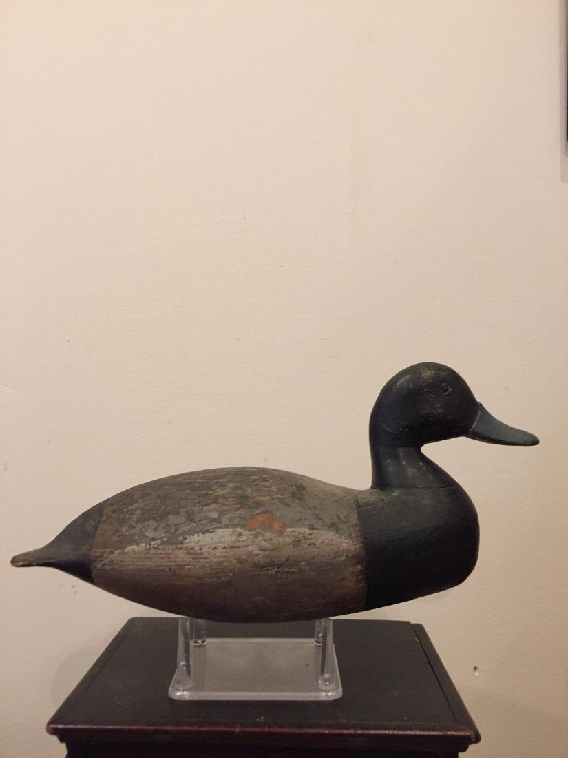 Barnegat Bay, New Jersey Drake Bluebill (1 of 3)