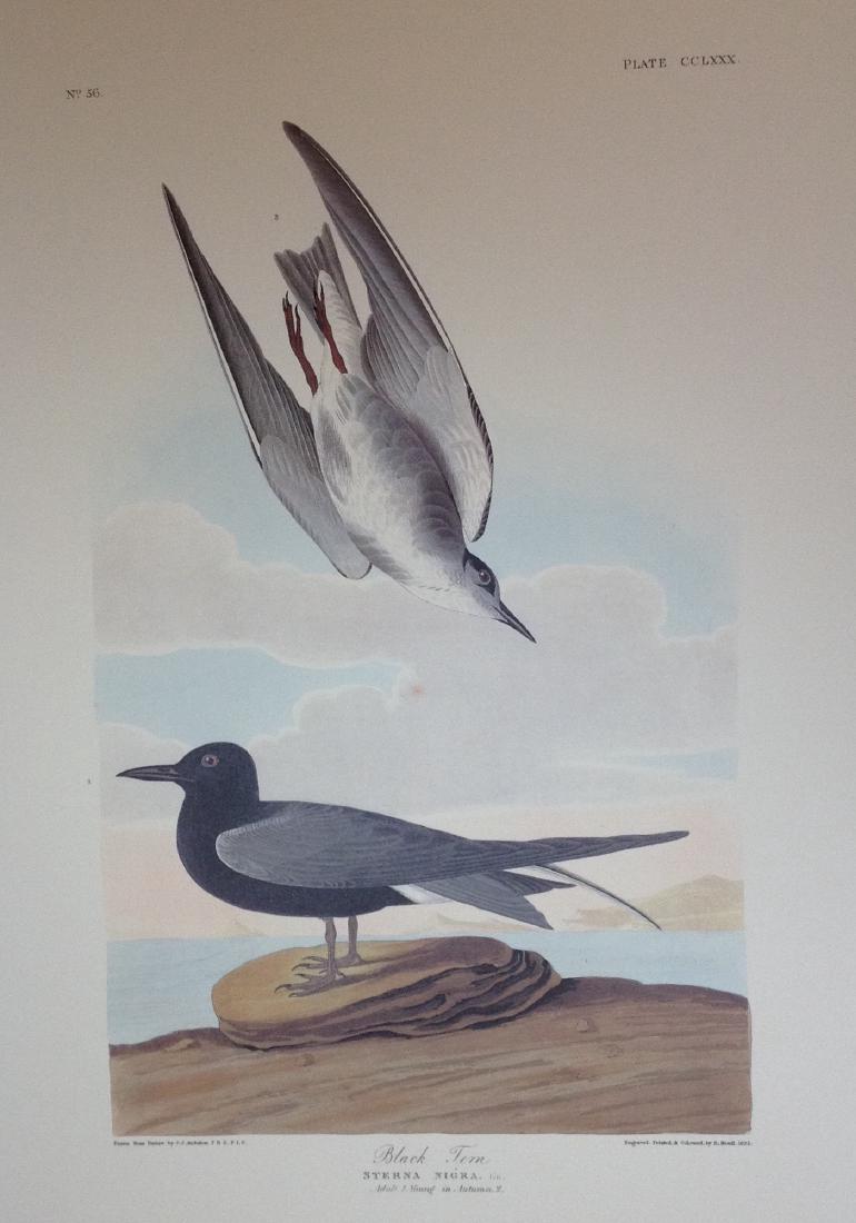 Audubon: Black Tern Pl. CCLXXX (1 of 1)