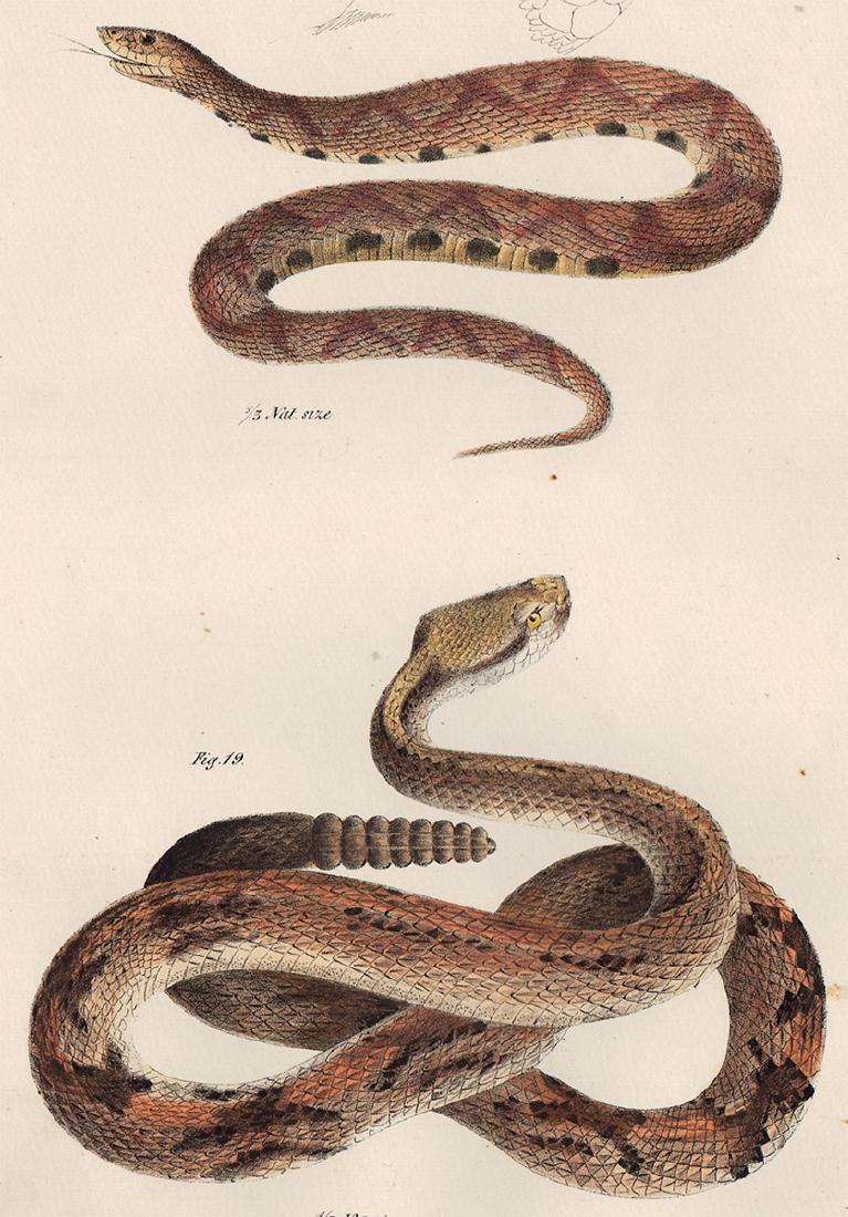 1842 James DeKay hand-colored engraving of Snakes (1 of 4)