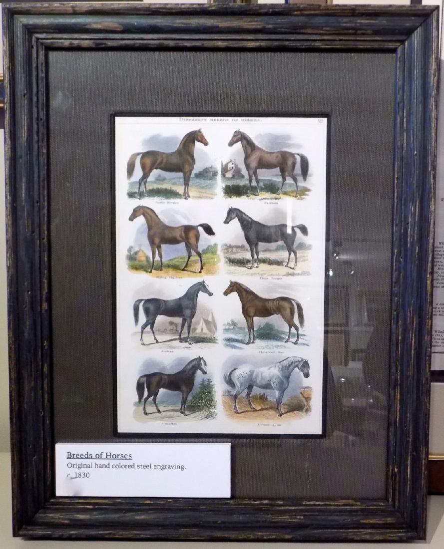 Breeds of Horses, c.1830, Steel Engraving (1 of 2)