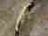 item-51680592=4