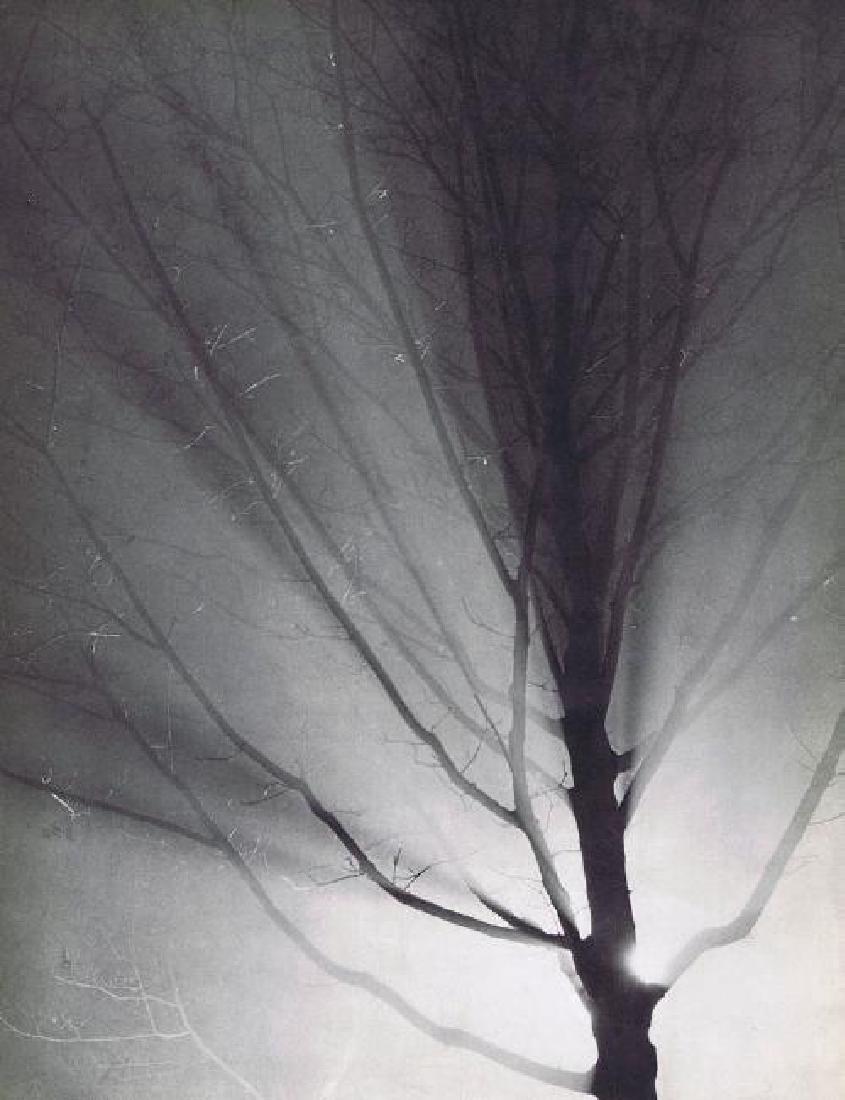 BRASSAI - Tree at Night: Artist: BRASSAI Print Title: Tree at Night Medium: Vintage Sheet-fed Gravure Printing Date: 1937 Printer: Neogravure, France Image Size: 9.5" X 12" Brassai (1899-1984) was a Hungarian–French photogr