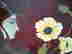 item-51857438=3
