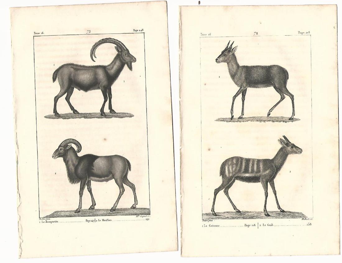 Four Buffon Engravings Zebra Quadrepeds, 1821 (1 of 2)