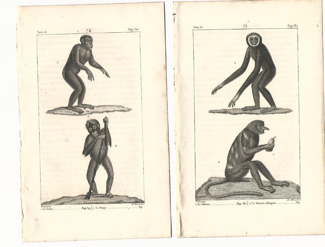 Two Buffon Engravings Monkeys, 1821 (1 of 1)