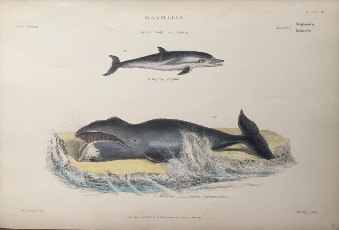 William Mackenzie: Marine Print Engraving, 19th C (1 of 1)