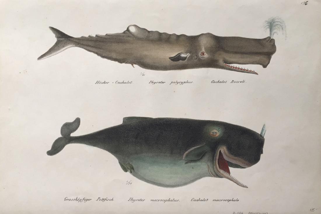 Brodtman: Marine Print Engraving, 19th C (1 of 1)