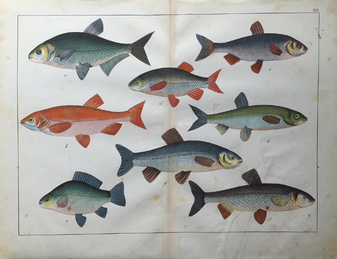 Unknown Artist: Fish Print, 1870 (1 of 1)