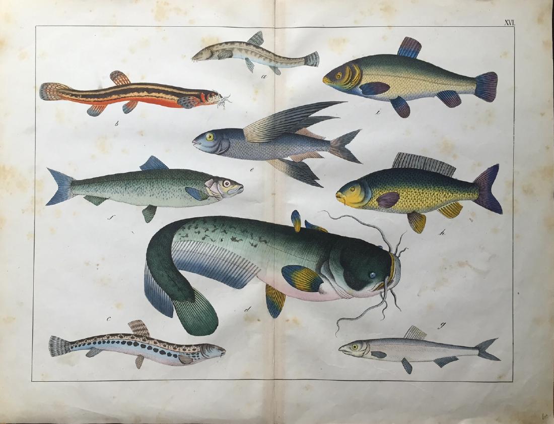 Unknown Artist: Fish Print, 1870 (1 of 1)