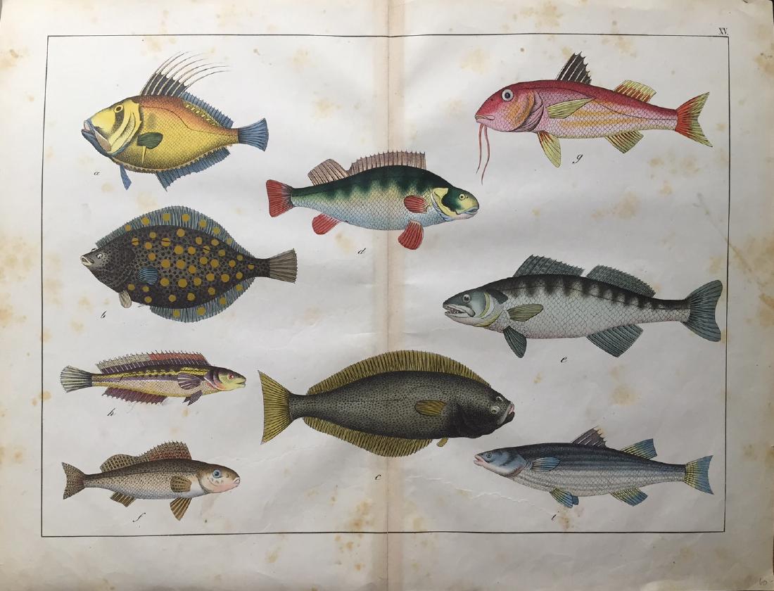 Unknown Artist: Fish Print, 1870 (1 of 1)