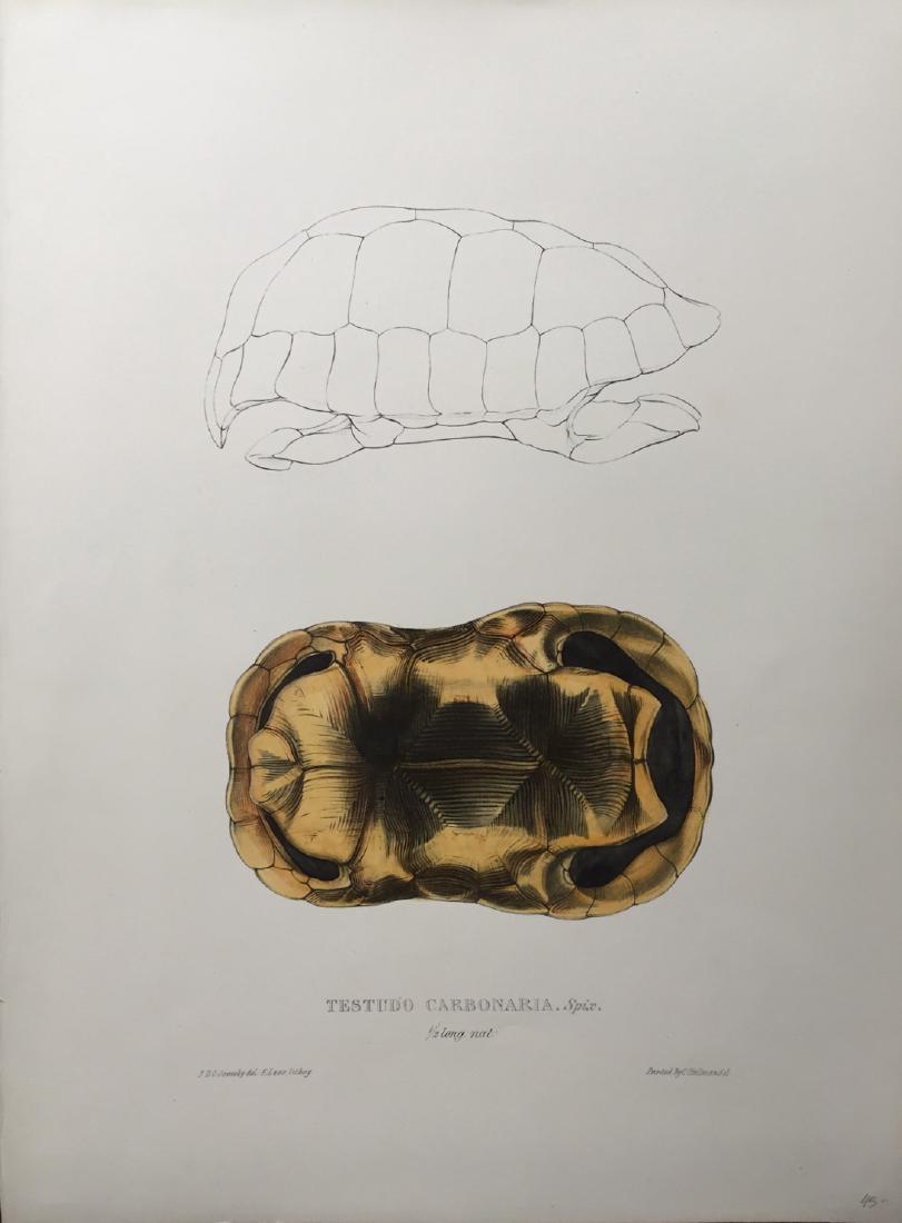 Edward Lear: Turtles, Terrapins & Tortoises, 1870 (1 of 1)