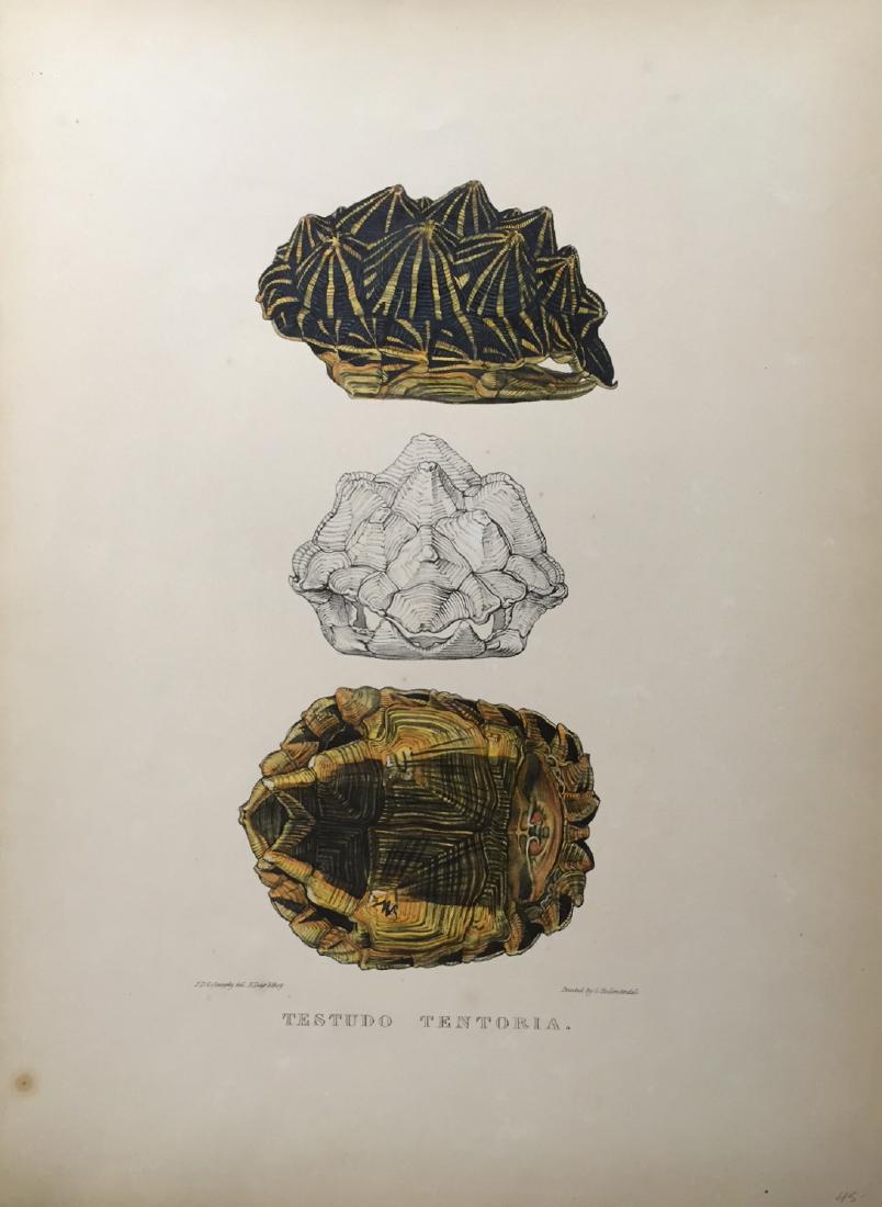 Edward Lear: Turtles, Terrapins & Tortoises, 1870 (1 of 1)