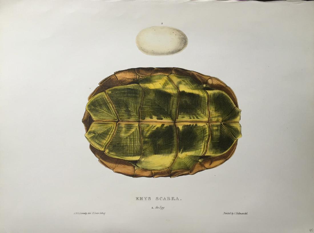 Edward Lear: Turtles, Terrapins & Tortoises, 1870 (1 of 1)