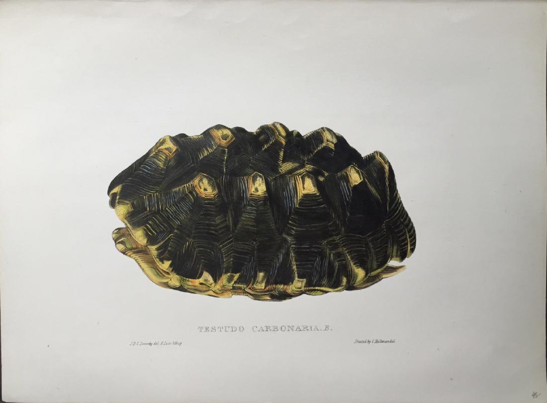 Edward Lear: Turtles, Terrapins & Tortoises, 1870 (1 of 1)