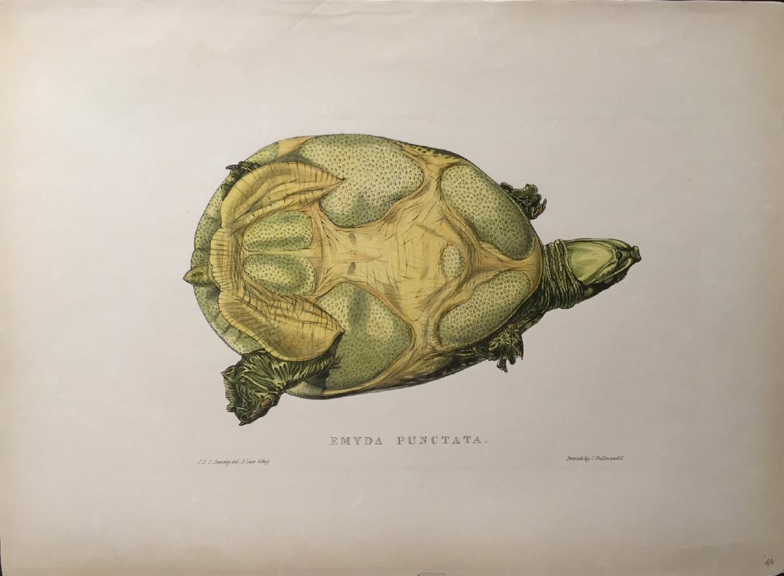Edward Lear: Turtles, Terrapins & Tortoises, 1870 (1 of 1)