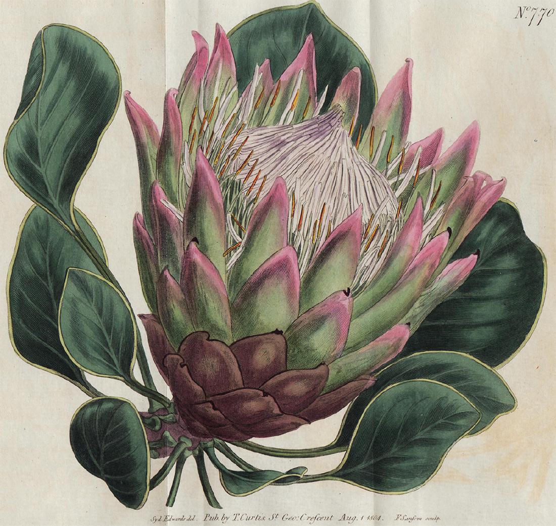 Curtis: Hand-colored Artichoke Engraving, 1804: Over-size 1804 Curtis hand-colored Artichoke engraving. Delicately hand-colored copperplate engraving from Curtis’s Botanical Magazine of 1804 is ideal for framing and displaying in a culinary setti