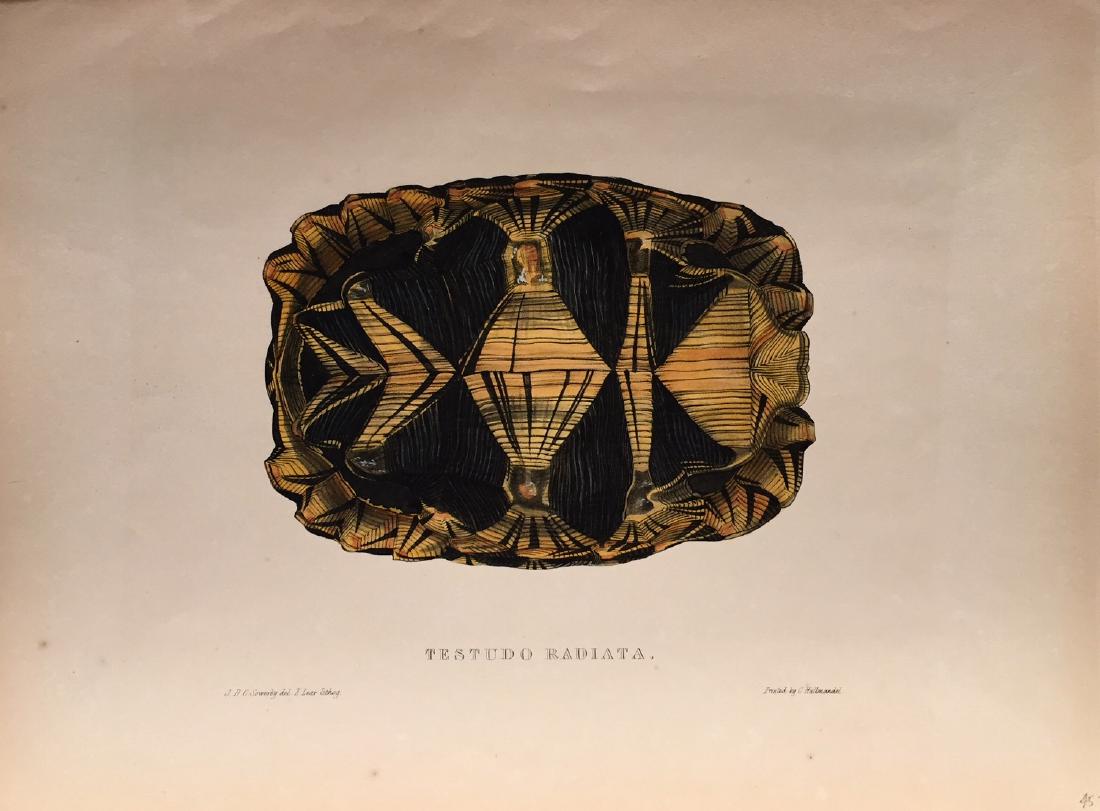 Turtles, Terrapins & Tortoises by Edward Lear (1 of 1)