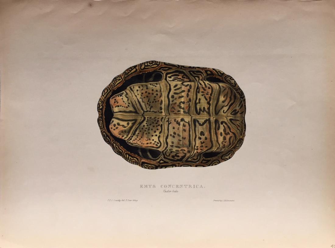 Turtles, Terrapins & Tortoises by Edward Lear (1 of 1)