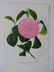 Sponeo Var. Rosea, Camellia